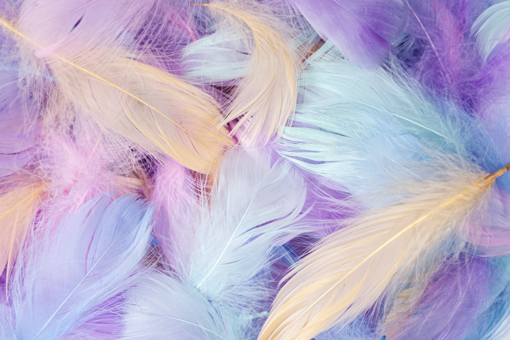 Comment coudre des plumes ?